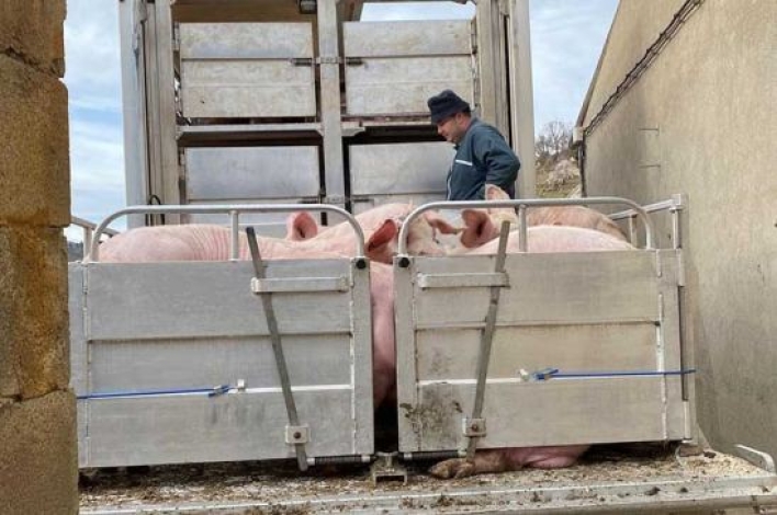 CETM Animales Vivos actualiza la situación de la peste porcina africana en España