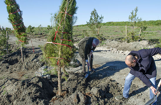 Momento de la plantación de los árboles