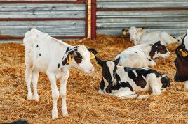 Cataluña consensúa con CETM Animales Vivos medidas para el transporte de terneros no destetados
