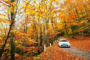 Conducción en otoño