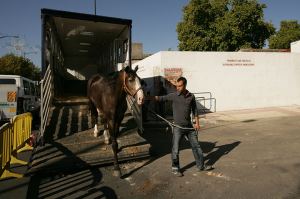 Transporte de animales vivos