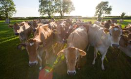 Los ganaderos franceses cortan las carreteras por la crisis bovina