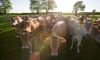Vacas en granja