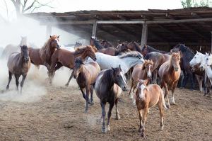 Caballos en cuadras