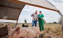 CETM Animales Vivos alerta al transporte sobre el impacto de la peste porcina africana