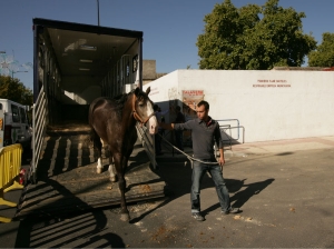 transporte de animales