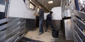 Protección animal en el transporte